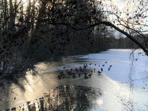 Enten auf dem eis