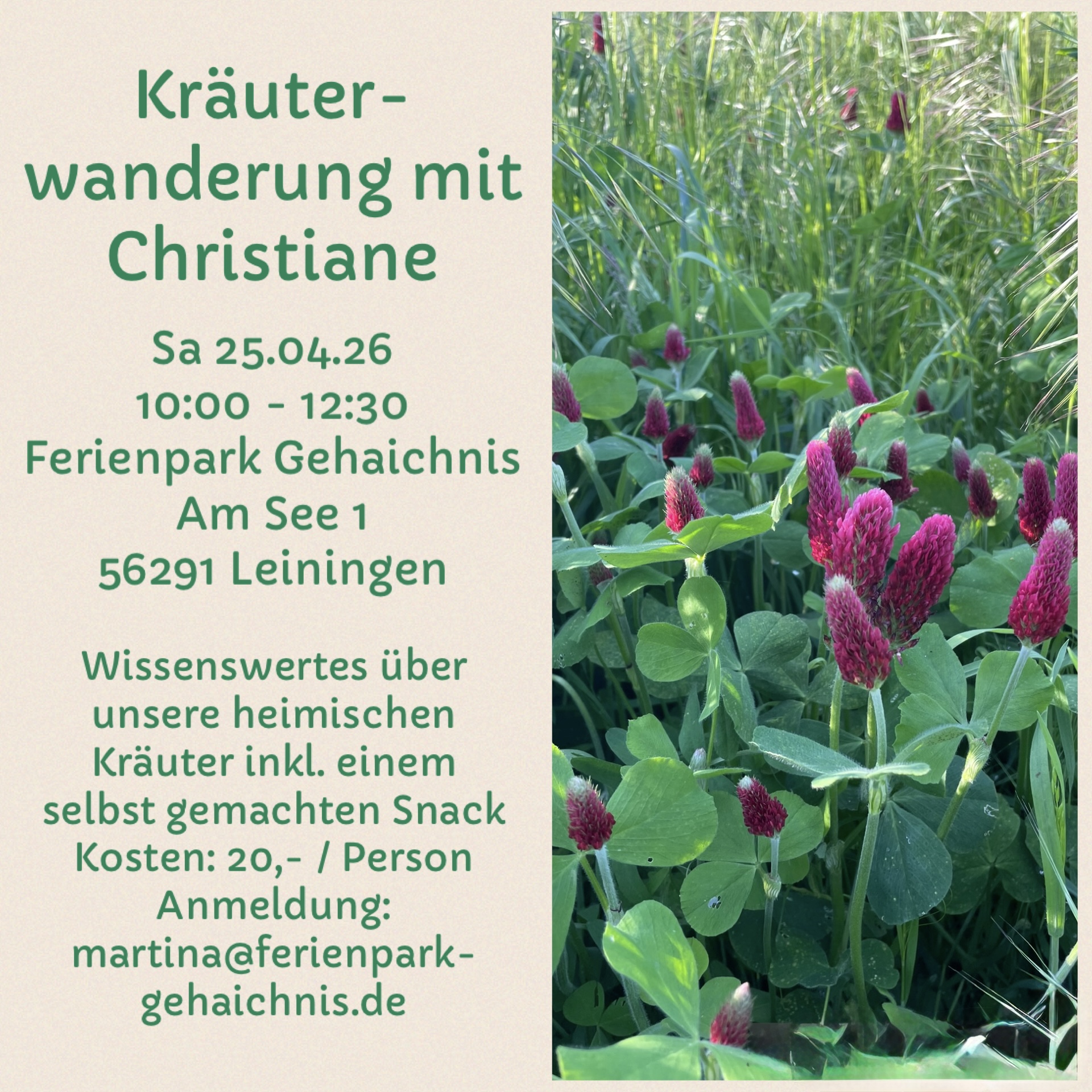 Die Kraft der Frühlingskräuter