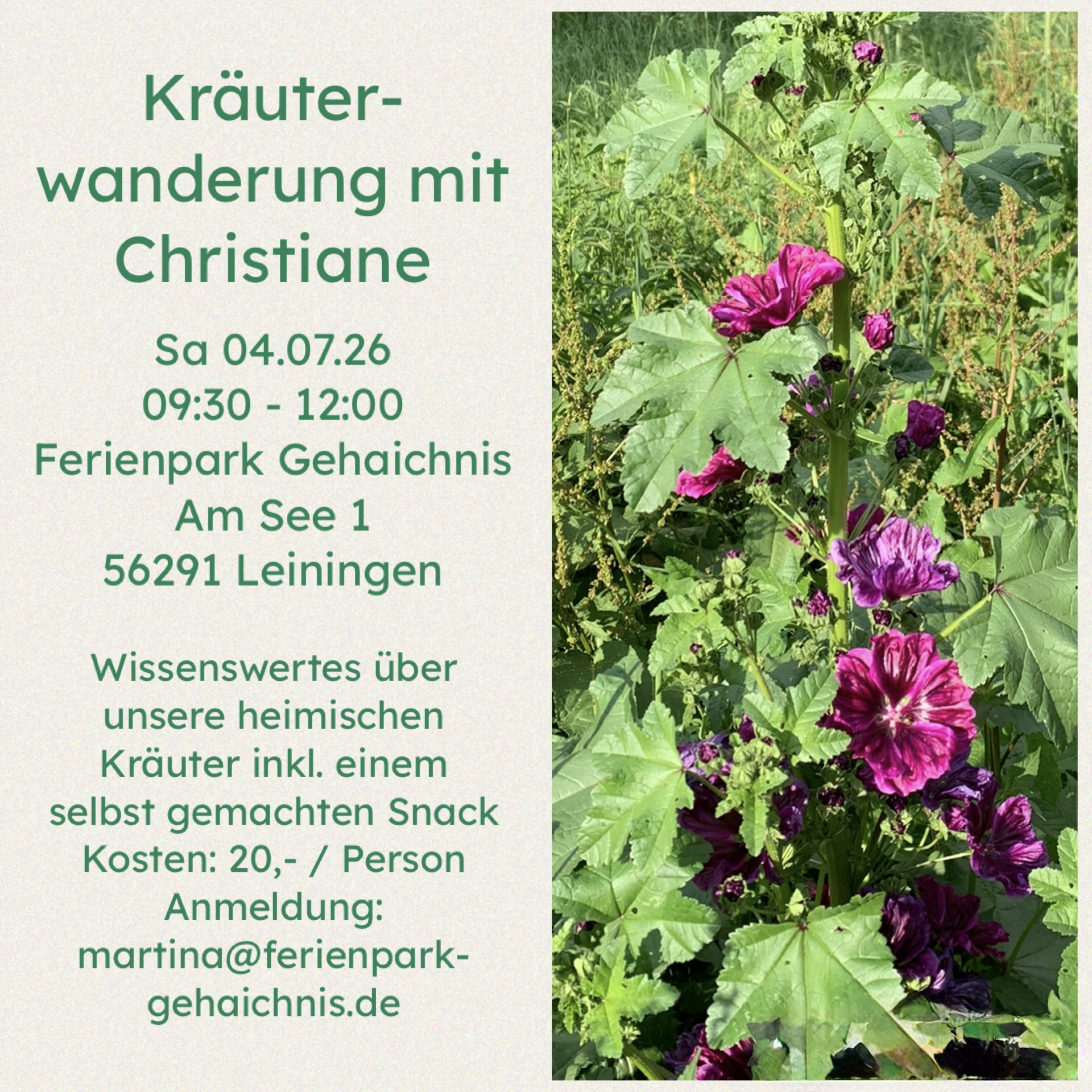 Die Kraft der Sommerkräuter