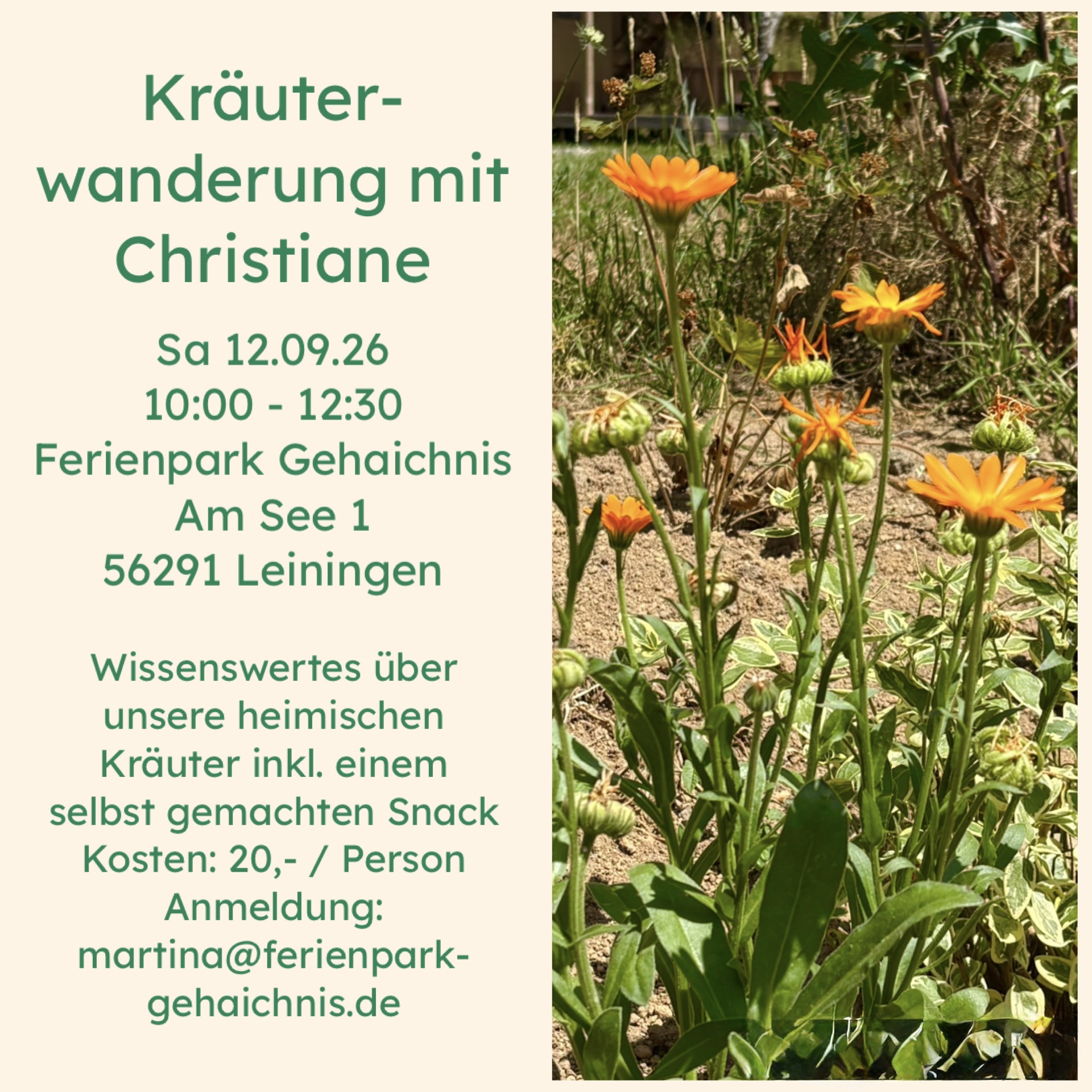 Die Kraft der Herbstkräuter
